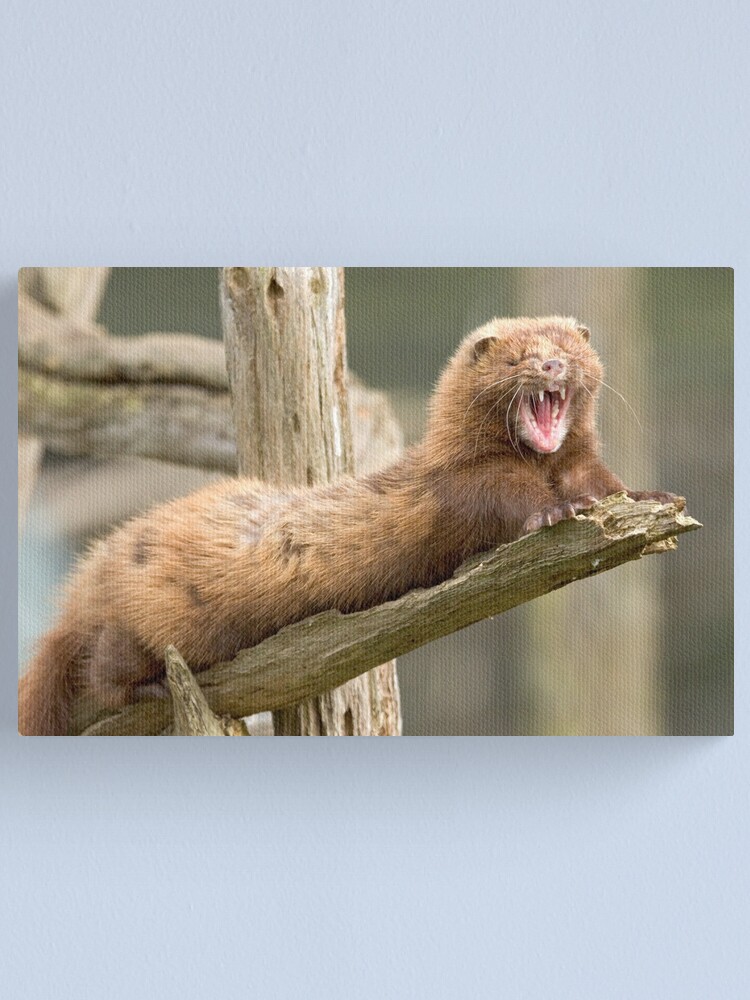 Alternate view of Mink yawn Canvas Print