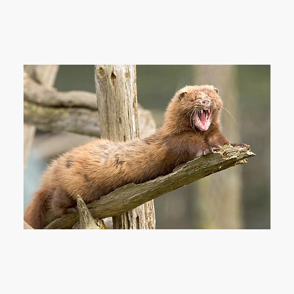 Mink yawn Photographic Print