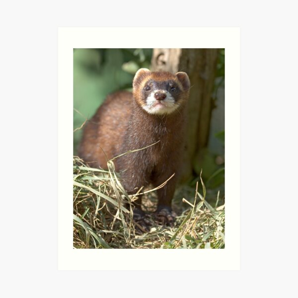 Path of the polecat Art Print
