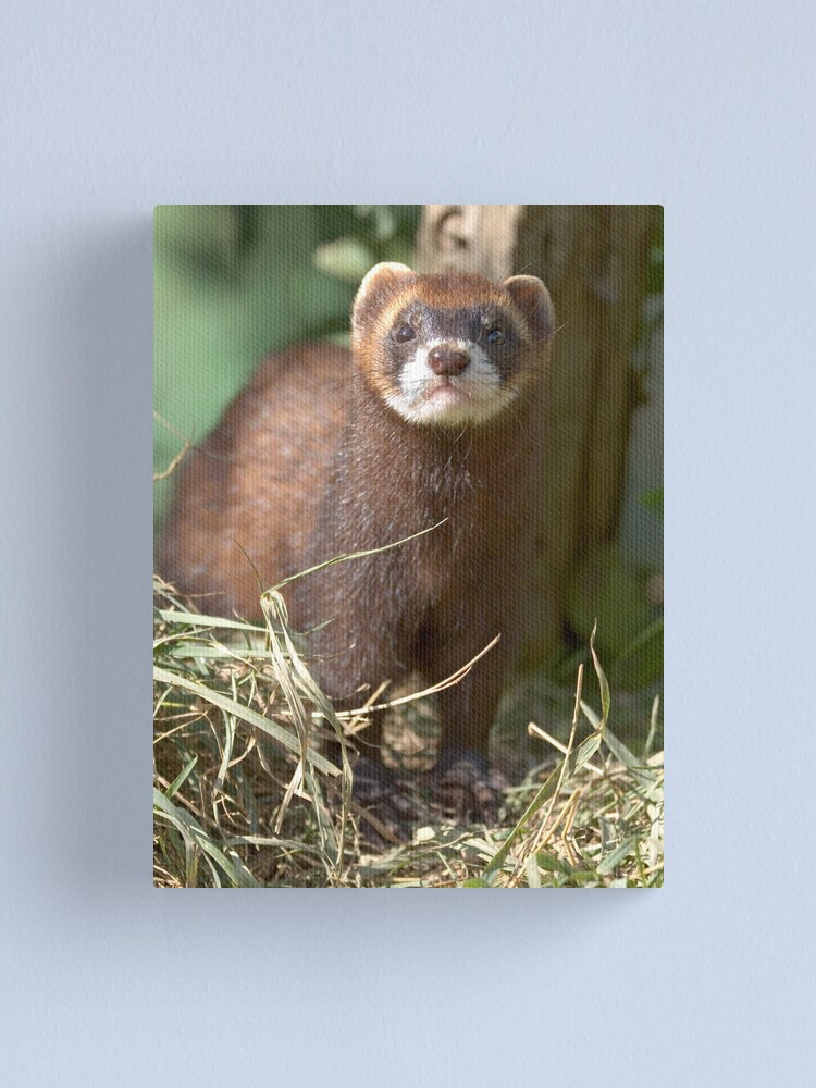 Alternate view of Path of the polecat Canvas Print