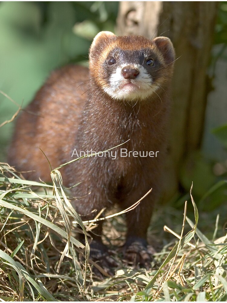 Path of the polecat by dailyanimals