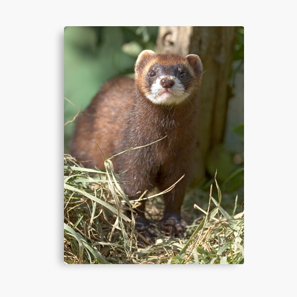Path of the polecat Canvas Print