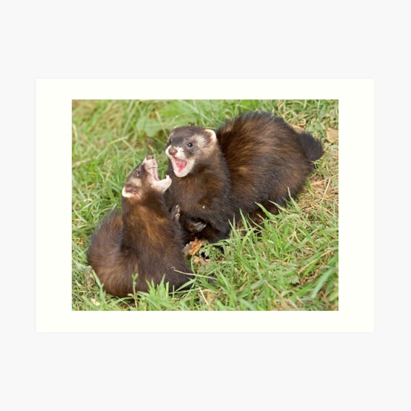 Duet in the key of polecat Art Print