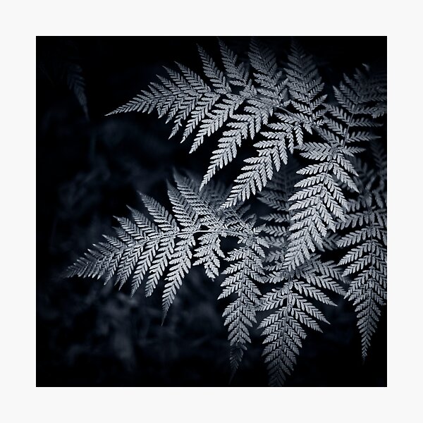 f e r n Photographic Print