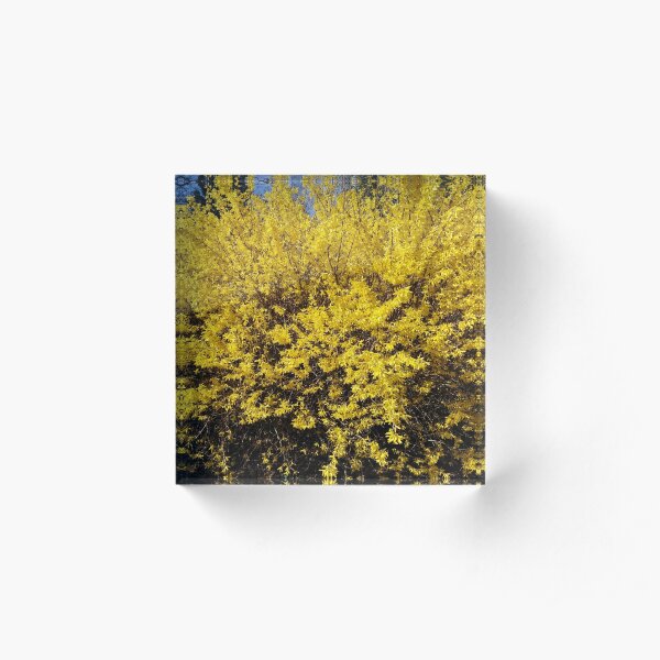 Yellow Bush Acrylic Block