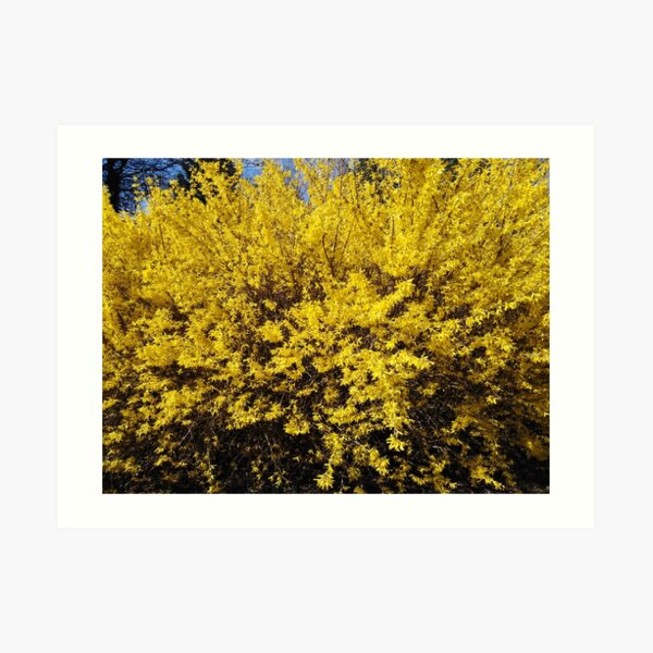 Yellow Bush Art Print