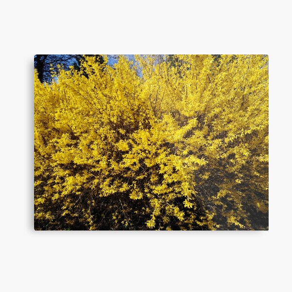 Yellow Bush Metal Print