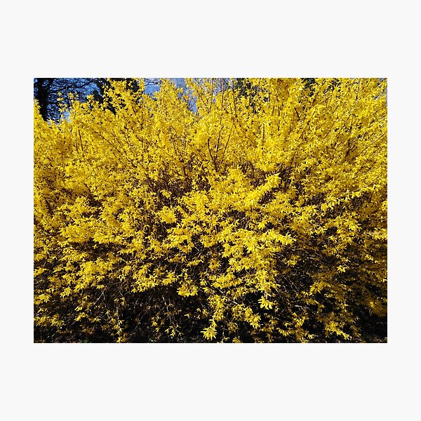 Yellow Bush Photographic Print