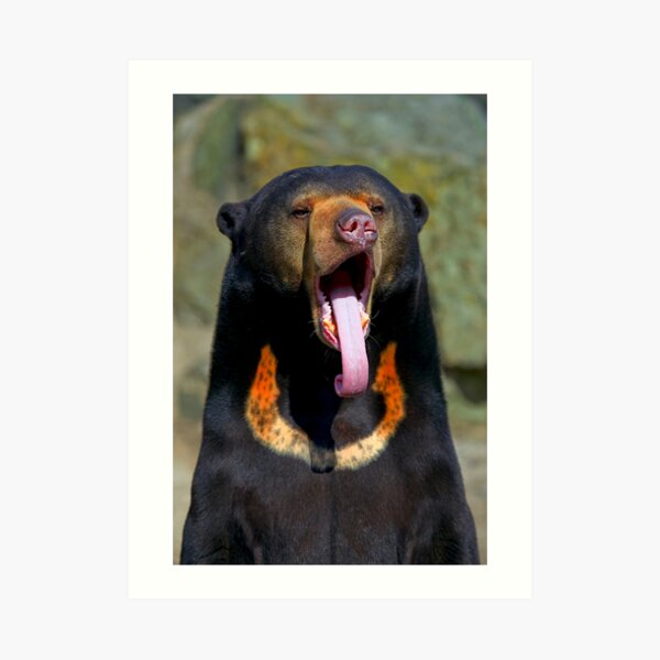 Sun Bear Art Print