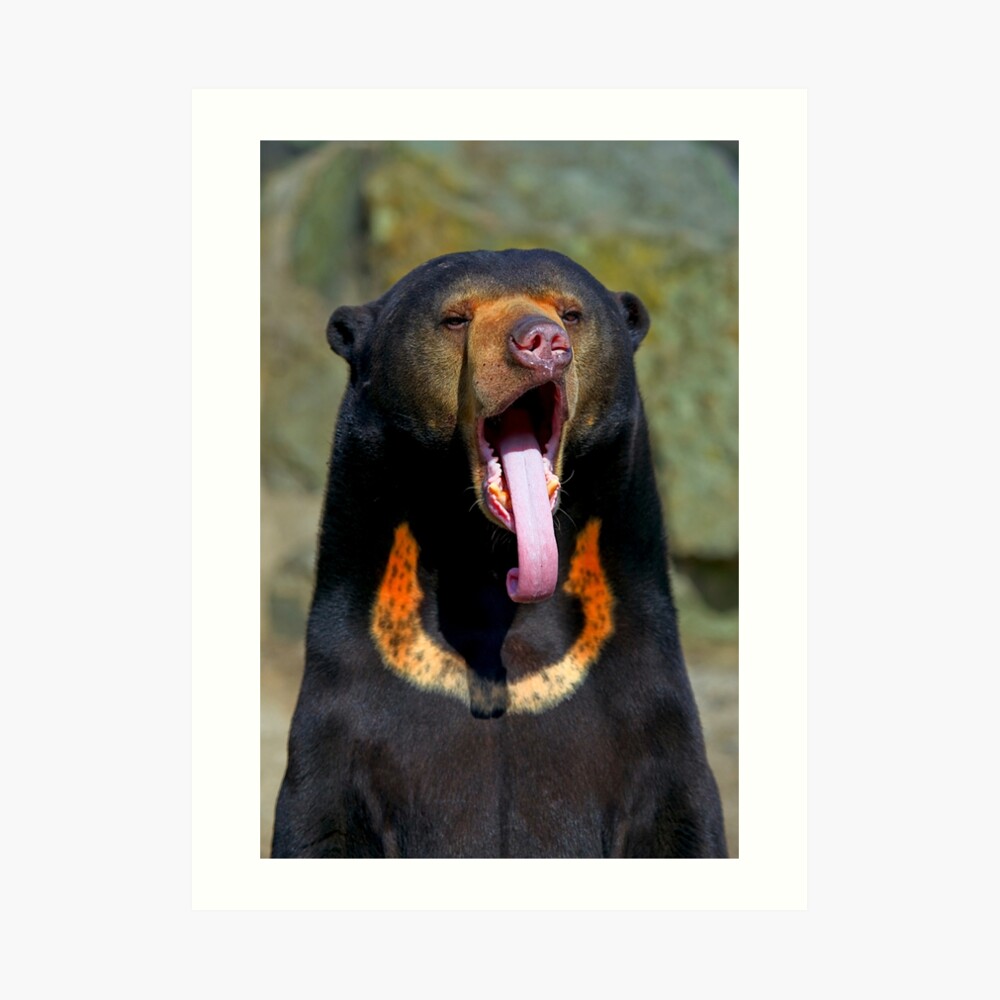 Sun Bear Art Print