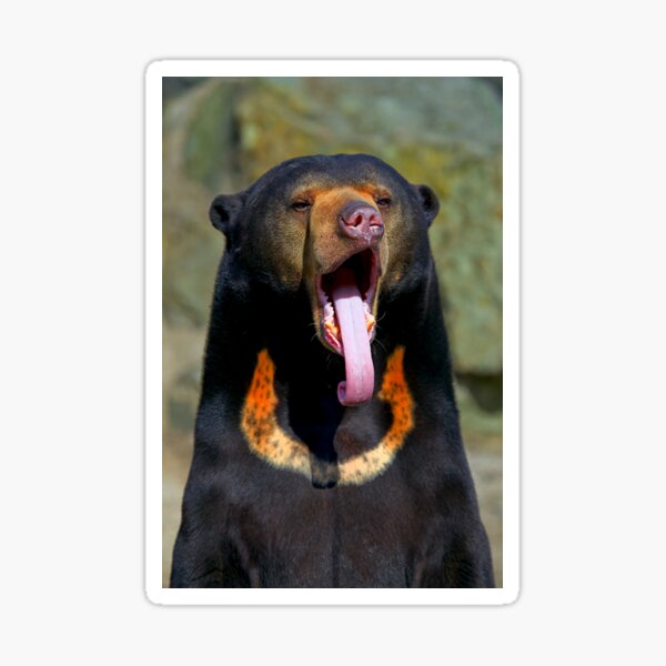 Sun Bear Sticker