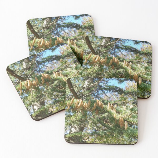 Parliament of Owls Tree Coasters (Set of 4)