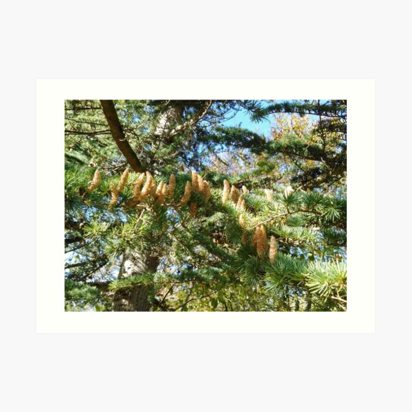Parliament of Owls Tree Art Print