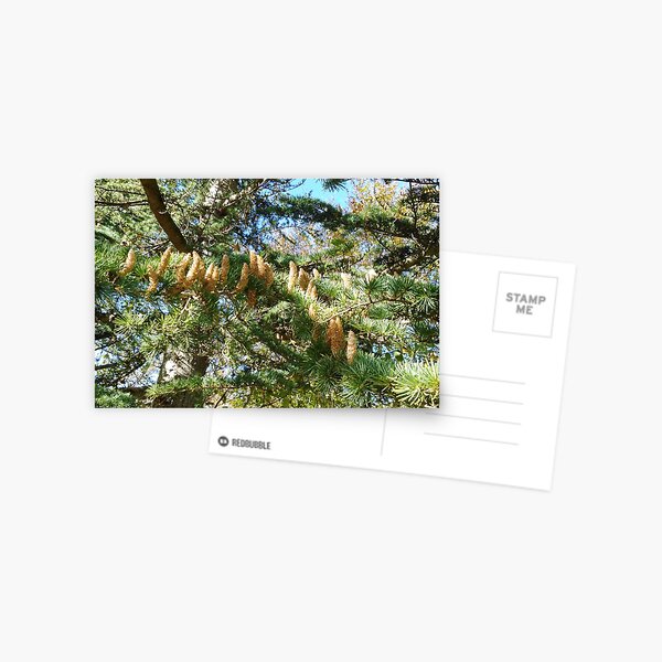 Parliament of Owls Tree Postcard