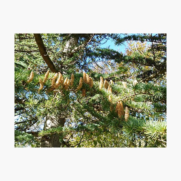 Parliament of Owls Tree Photographic Print
