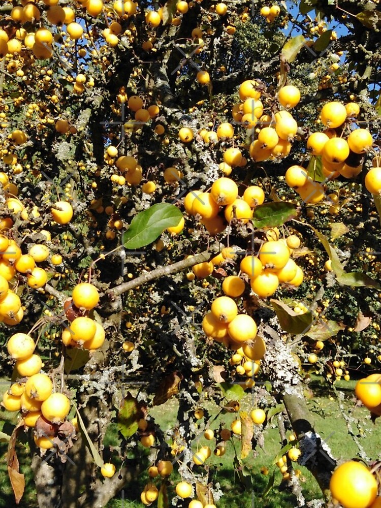 Autumninal Crab Apple Glut 2 by MikeHawkinWorld