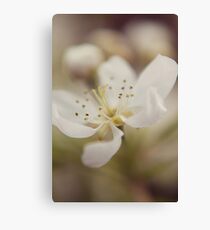 Blossomed Canvas Print