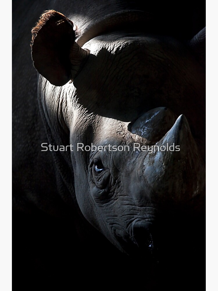 Rhino by Sparky2000