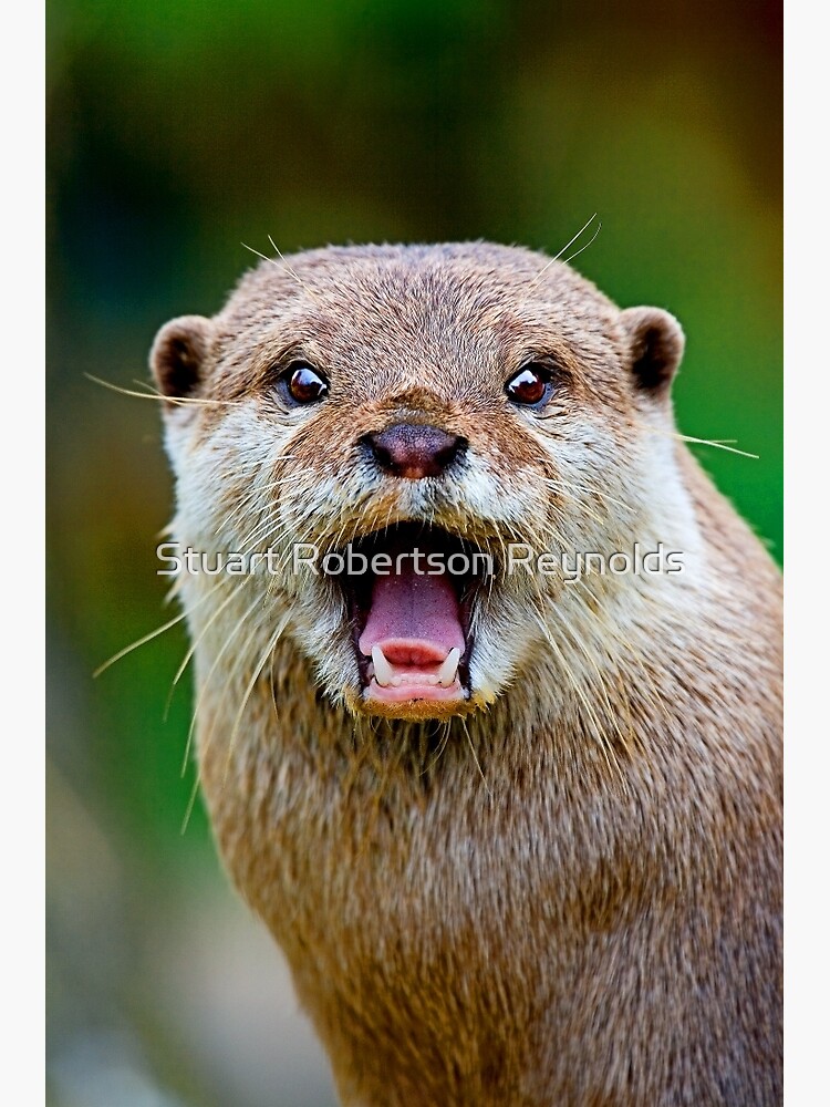 Otter by Sparky2000