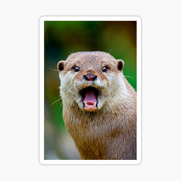 Otter Sticker