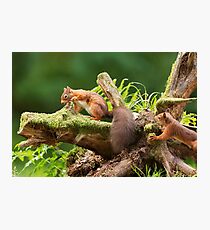 Red Squirrel Ambush Photographic Print