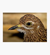 Thick Knee Photographic Print