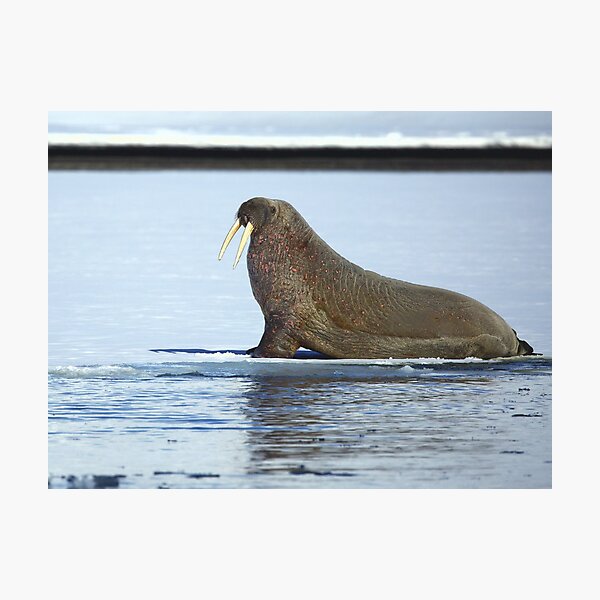 walrus svalbard Photographic Print