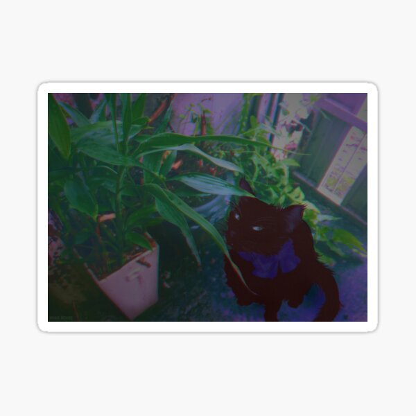 Sasi Sticker