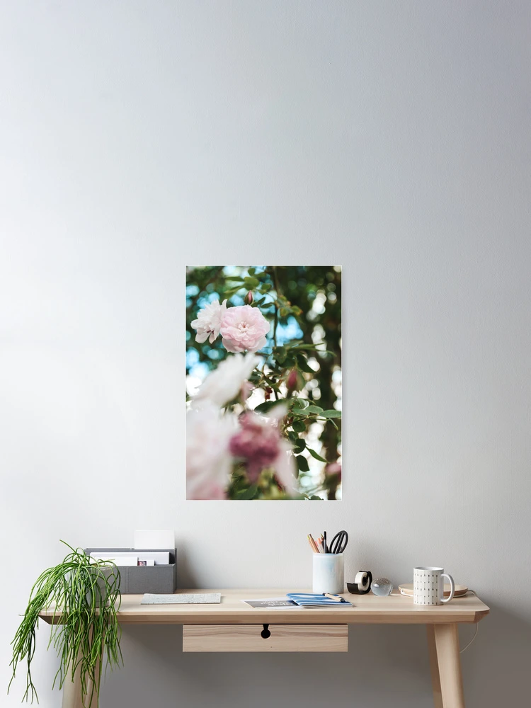 Thumbnail 2 of 3, Poster, Spring Roses designed and sold by Spring-Flower-.