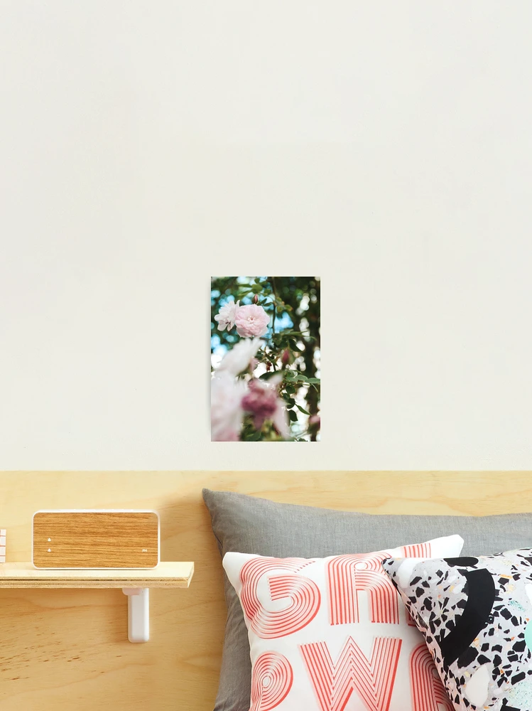 Thumbnail 2 of 3, Photographic Print, Spring Roses designed and sold by Spring-Flower-.