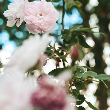 Artwork thumbnail, Spring Roses by Spring-Flower-