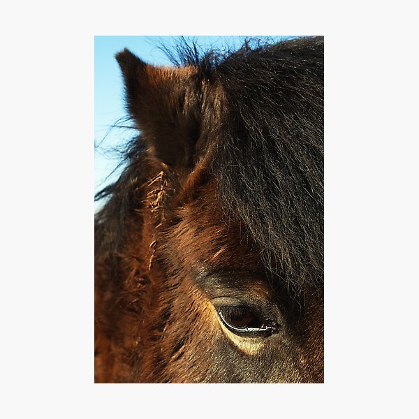 Horse details, eye, ear and all that texture! Photographic Print