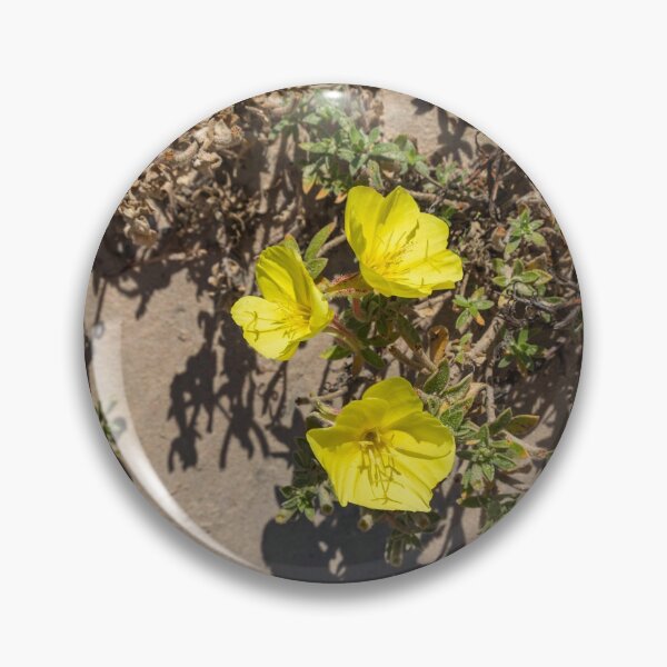 Item preview, Top view of yellow flowers of beach evening primrose in the sand dunes. Oenothera drummondii. Israel designed and sold by EG Creativity Art.