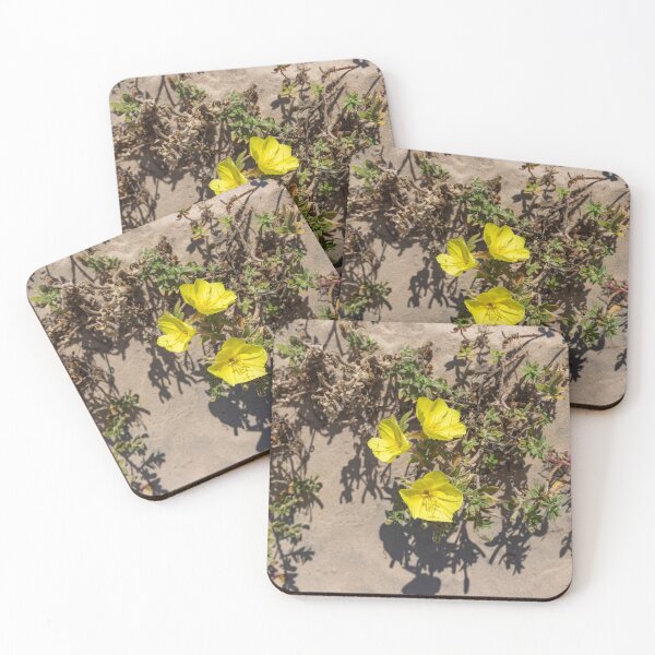 Item preview, Top view of yellow flowers of beach evening primrose in the sand dunes. Oenothera drummondii. Israel designed and sold by EG Creativity Art.