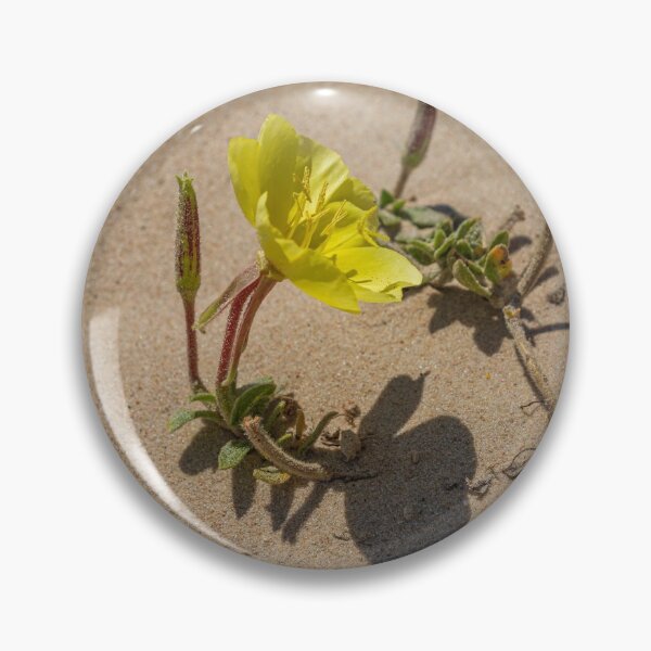 Item preview, Yellow flower of beach evening primrose close-up in the sand dunes. Oenothera drummondii. Israel designed and sold by EG Creativity Art.