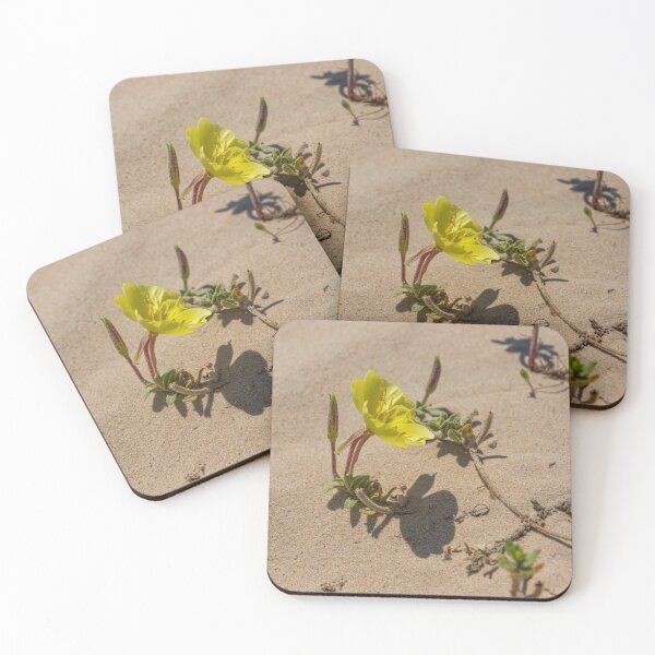 Item preview, Yellow flower of beach evening primrose close-up in the sand dunes. Oenothera drummondii. Israel designed and sold by EG Creativity Art.