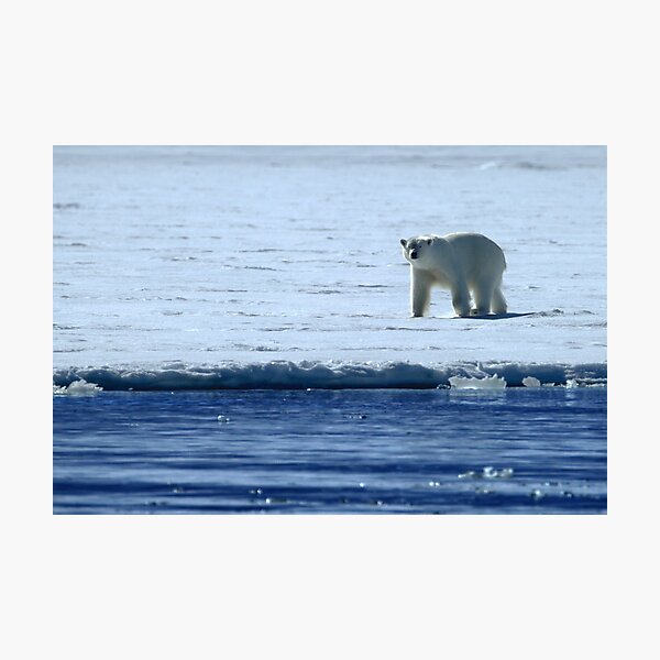 Polar Bear Photographic Print