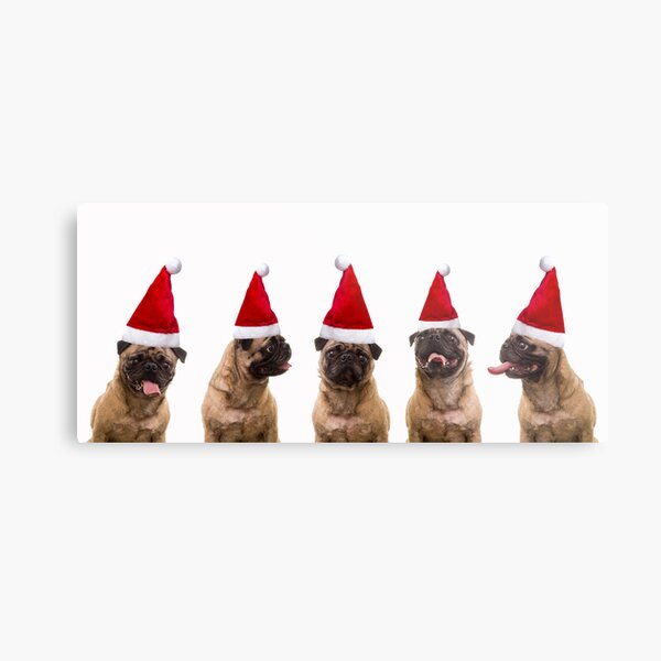 Seasons Greetings Pugs Metal Print