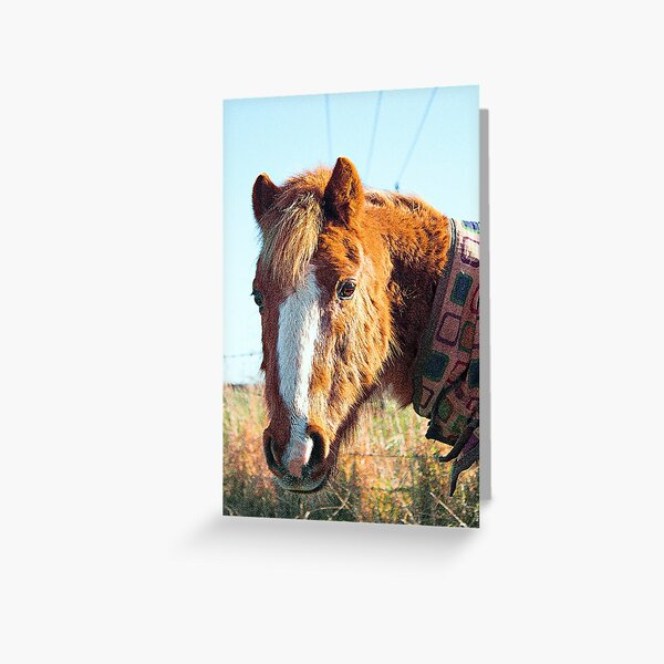 Horse with scarf country living Greeting Card