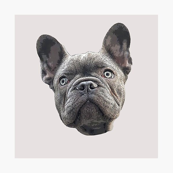 Artikel-Vorschau von  In diesem Fall ist es die graue oder blaue französische Bulldogge., designt und verkauft von ElegantCat.