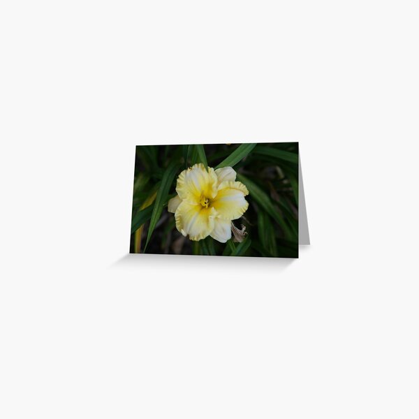 My Darling Clementine J Salter - 1991 Greeting Card