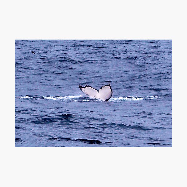 Artikel-Vorschau von whale fluke I, designt und verkauft von geophotographic.