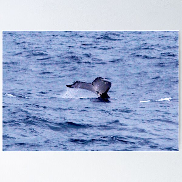 Artikel-Vorschau von whale fluke II, designt und verkauft von geophotographic.