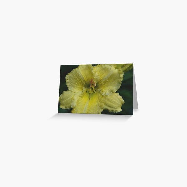 Siloam Grady Lamb P Henry - 1994 Greeting Card
