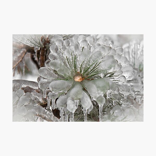 It's chilly Photographic Print