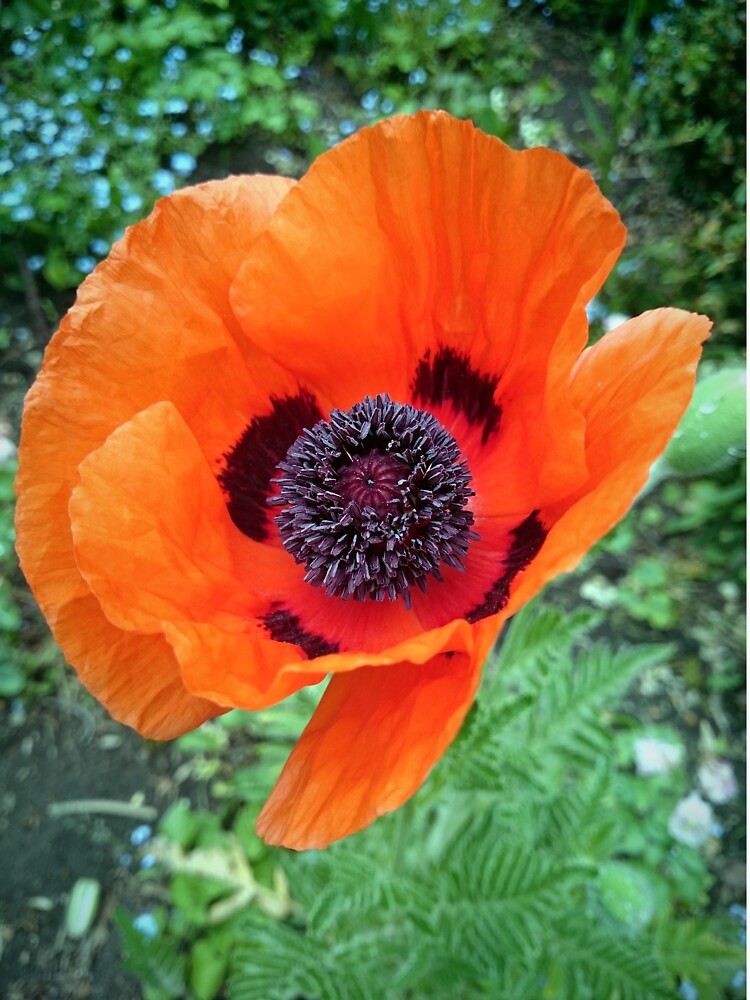 Mohn-Blüte von Gourmetkater