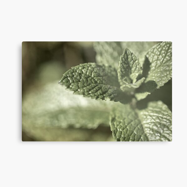 Minty Fresh Metal Print