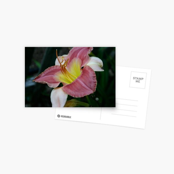 Tyrolean Treasure Postcard
