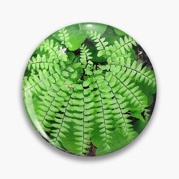 Item preview, Maidenhair Fern, Adiantum Pedatum And Friends designed and sold by rvjames.
