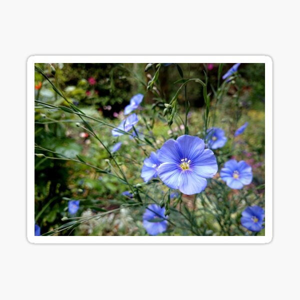 Lein-Blüte Sticker